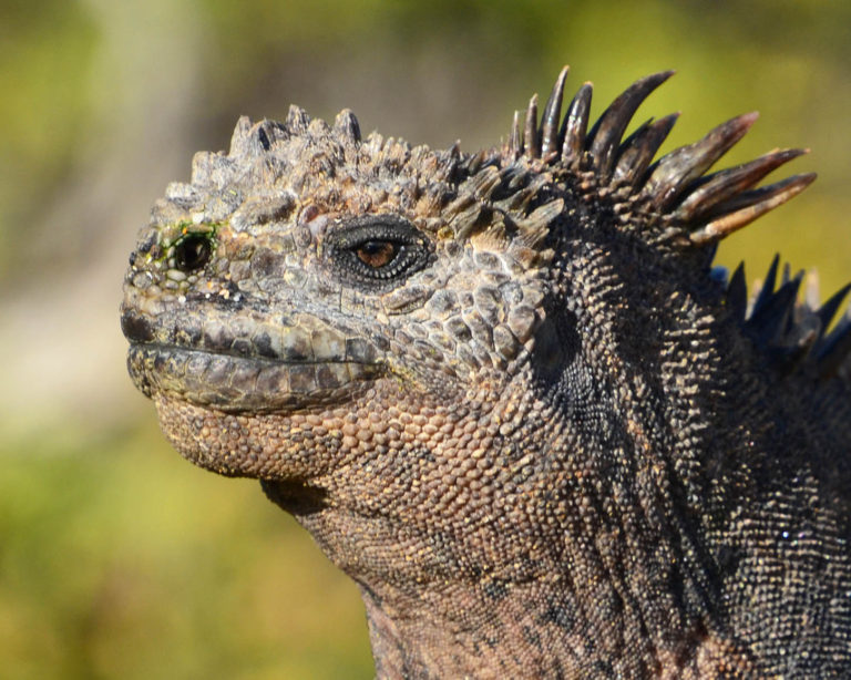 Galapagos