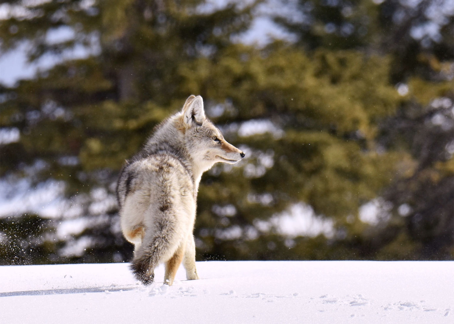 CoyoteLooks