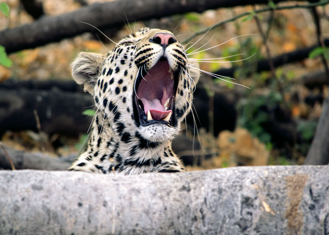 LeopardYawns